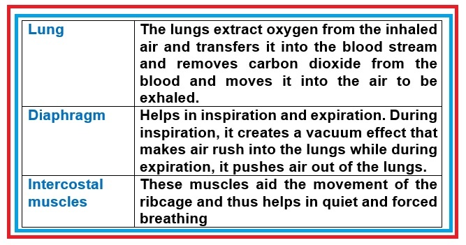 Functions of components of the respiratory system